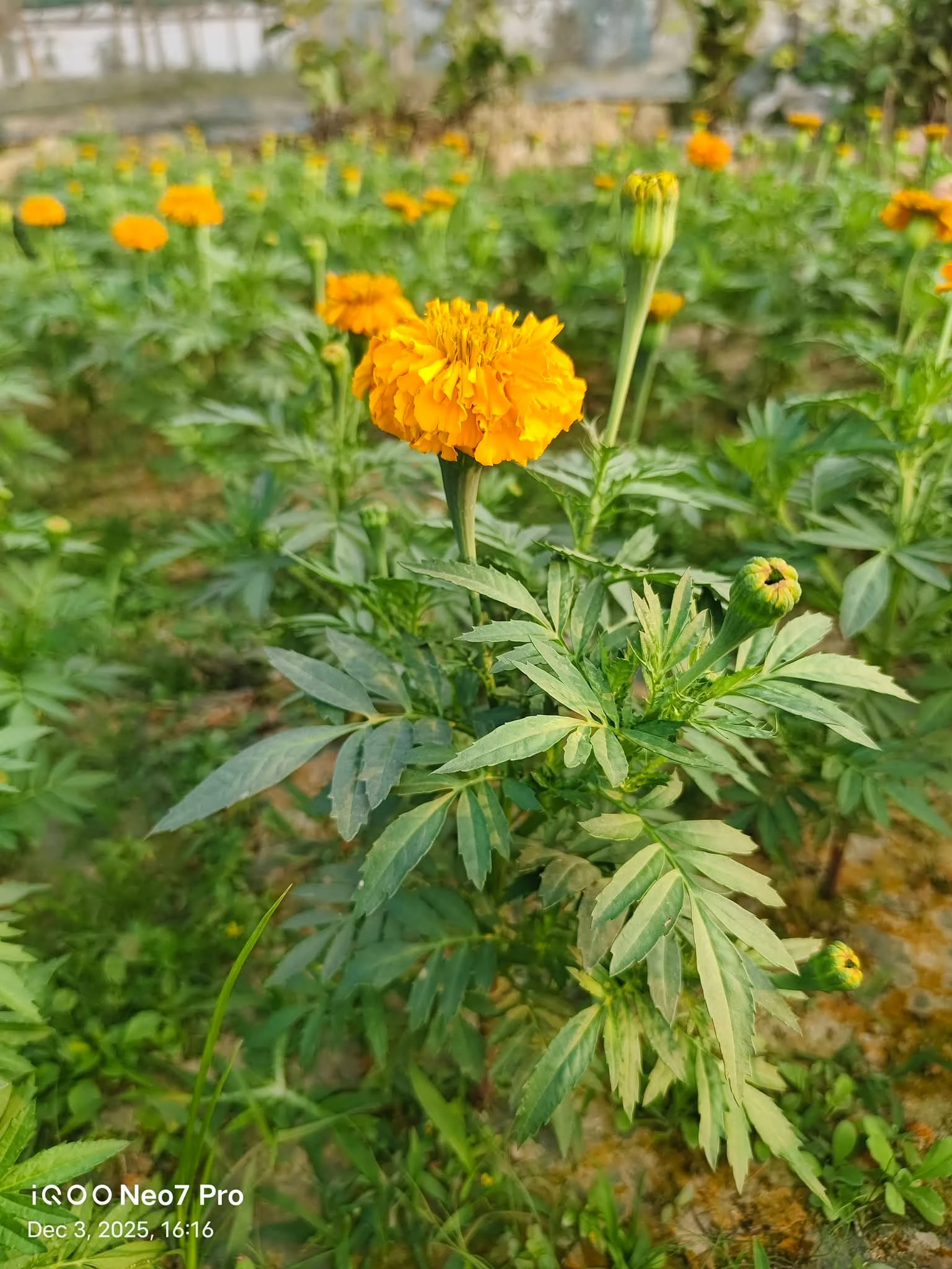 হাইব্রিড ইনকা (গাদা) ফুলের চারা