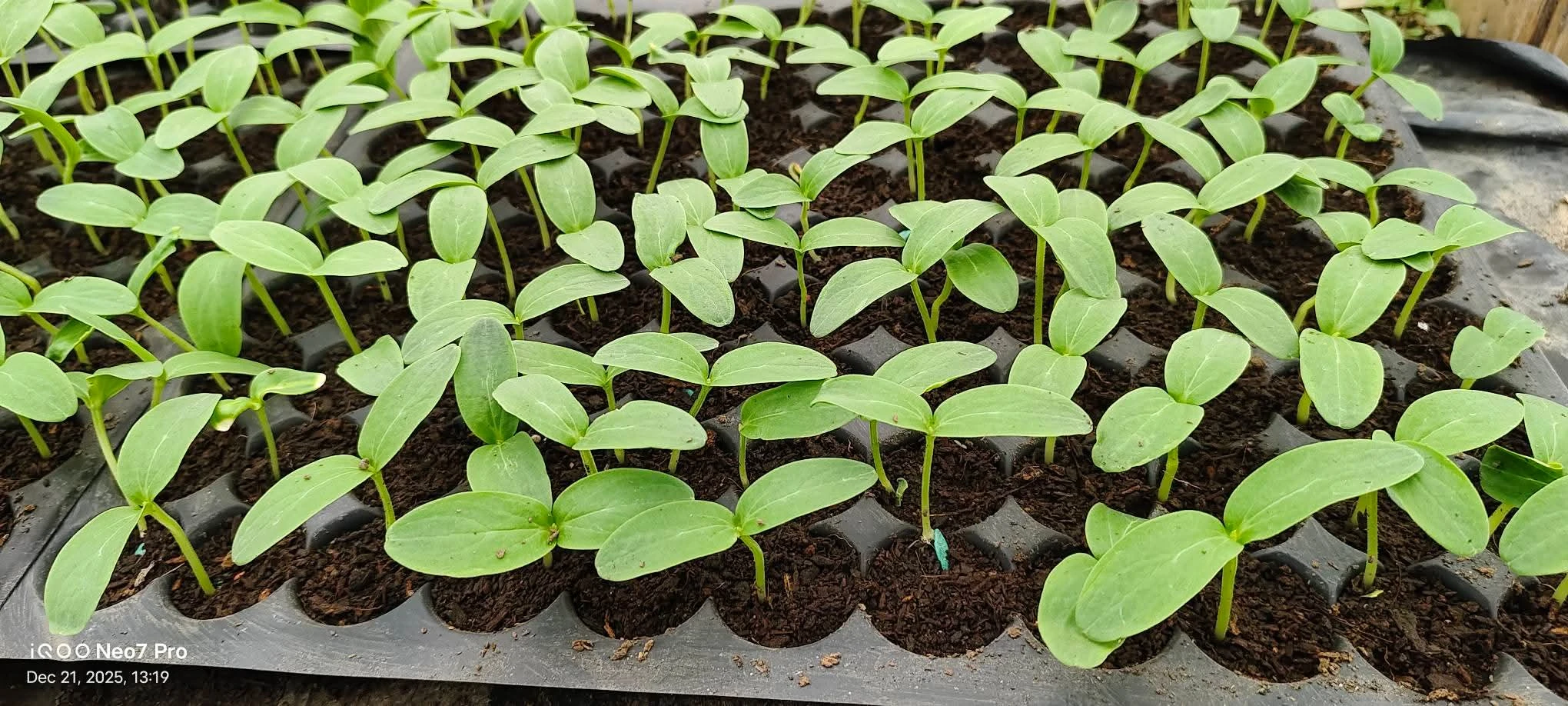 মালিনী হাইব্রিড শসার চারা।