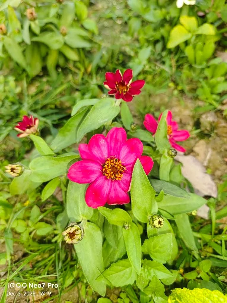 জিনিয়া ফুলের চারা