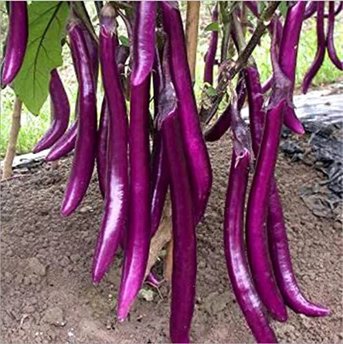 30+ All Season Long Purple Eggplant Brinjal Seeds-(লম্বা বেগুন বীজ)